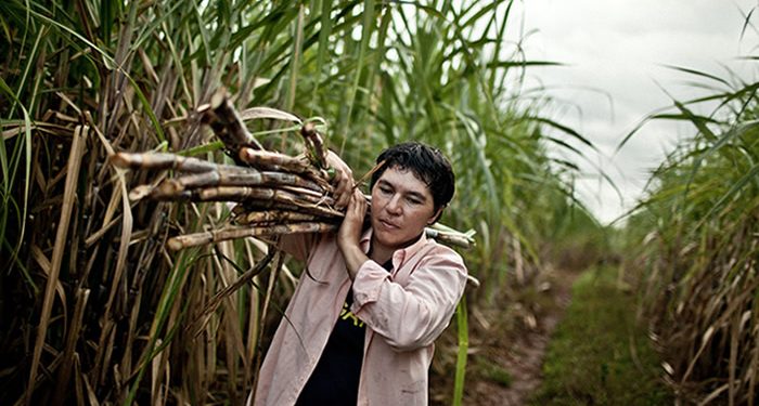 Cañeros de Artigas impulsan cooperativas de producción orgánica