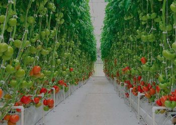 La Central Hortícola del norte comenzaría a operar a partir de marzo de 2023