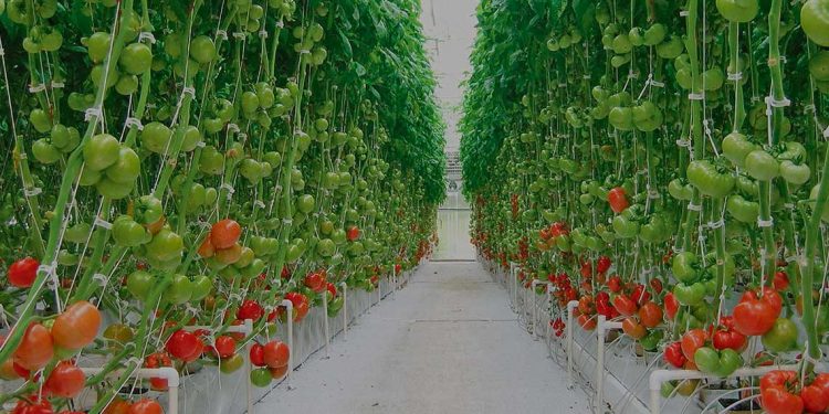 La Central Hortícola del norte comenzaría a operar a partir de marzo de 2023