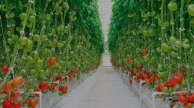 La Central Hortícola del norte comenzaría a operar a partir de marzo de 2023