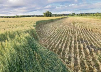“Muchos productores están picando cultivos” para evitar pérdidas mayores