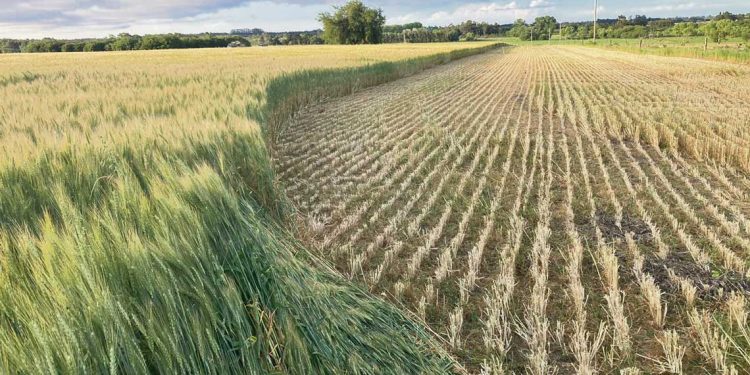 “Muchos productores están picando cultivos” para evitar pérdidas mayores