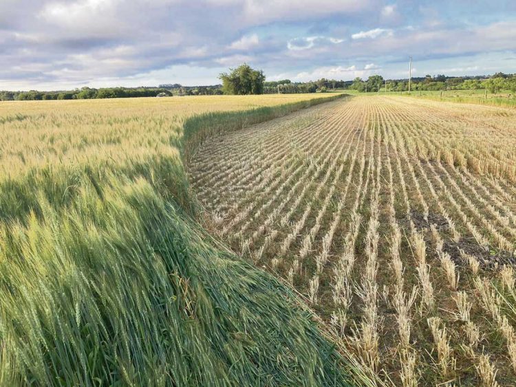“Muchos productores están picando cultivos” para evitar pérdidas mayores