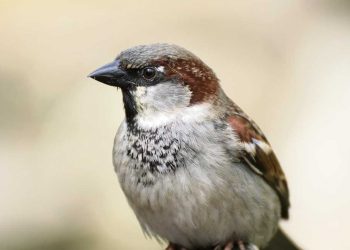 Cuento corto: Gorrión