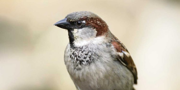 Cuento corto: Gorrión