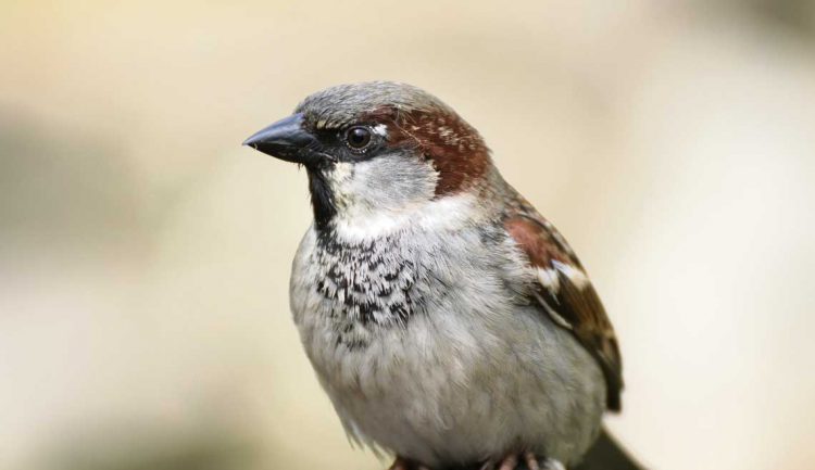 Cuento corto: Gorrión