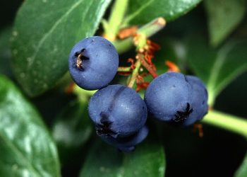 Uruguay concretó su primera venta de arándanos frescos a Israel