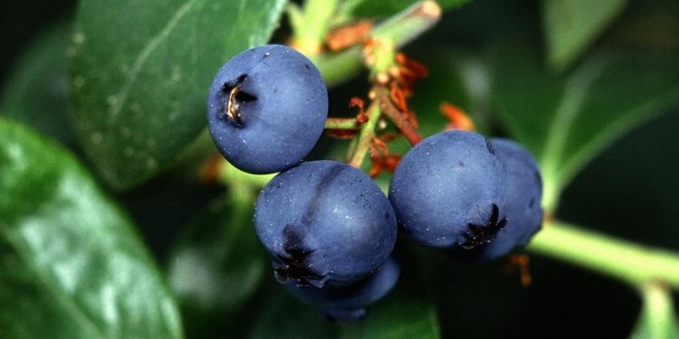 Uruguay concretó su primera venta de arándanos frescos a Israel