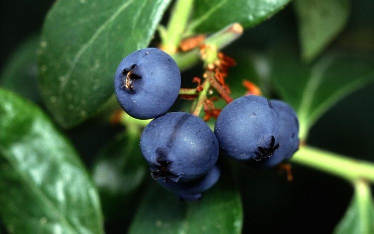 Uruguay concretó su primera venta de arándanos frescos a Israel