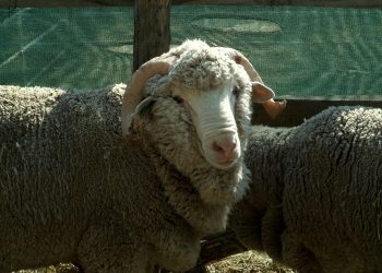 La lana sigue marcando nuevos pisos, esta semana llegó a US$ 8,07