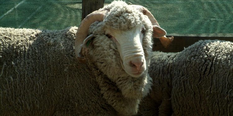 La lana sigue marcando nuevos pisos, esta semana llegó a US$ 8,07