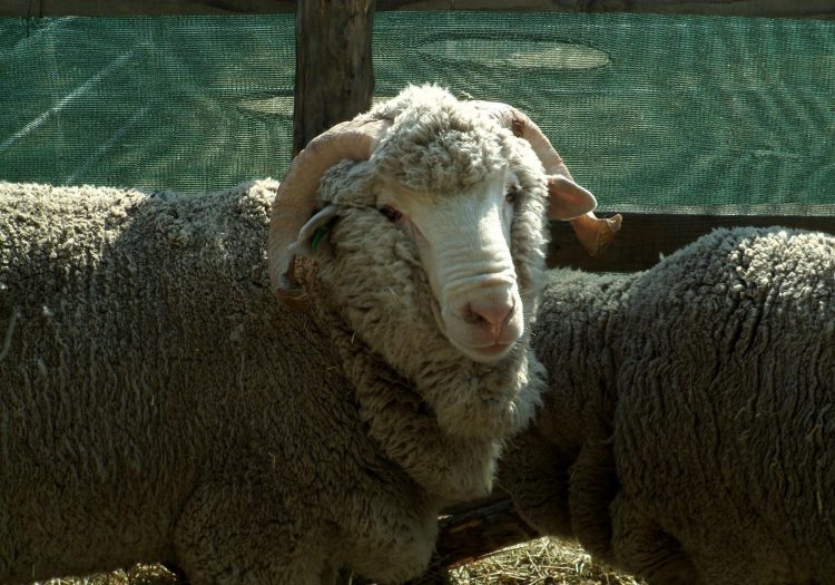 La lana sigue marcando nuevos pisos, esta semana llegó a US$ 8,07