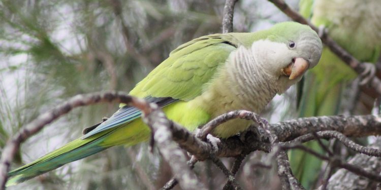 Firman convenio para controlar el daño causado por cotorras en la producción frutícola
