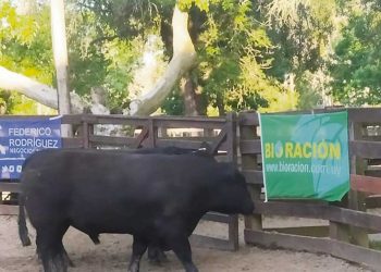 Buen nivel de animales y mucho público en la Expo Melo