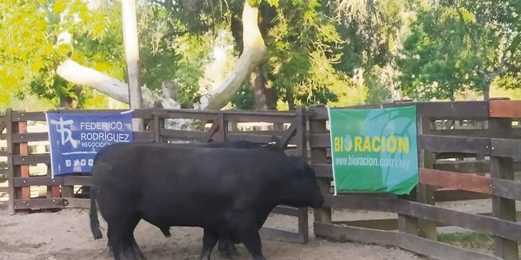 Buen nivel de animales y mucho público en la Expo Melo