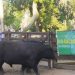 Buen nivel de animales y mucho público en la Expo Melo