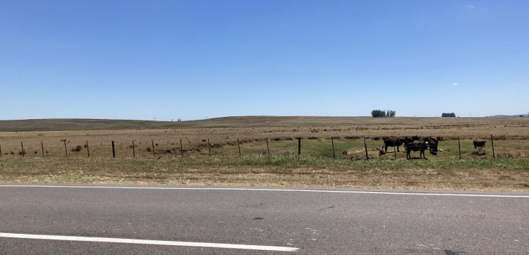 El Ministerio de Ganadería declaró emergencia agropecuaria
