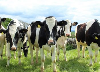 El precio promedio de los lácteos en Fonterra bajaron a US$ 3.911