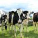 El precio promedio de los lácteos en Fonterra bajaron a US$ 3.911