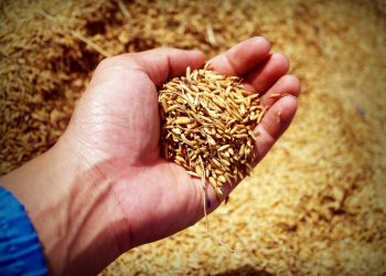 Productores y molinos acordaron el precio provisorio del arroz