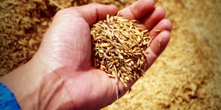 Productores y molinos acordaron el precio provisorio del arroz