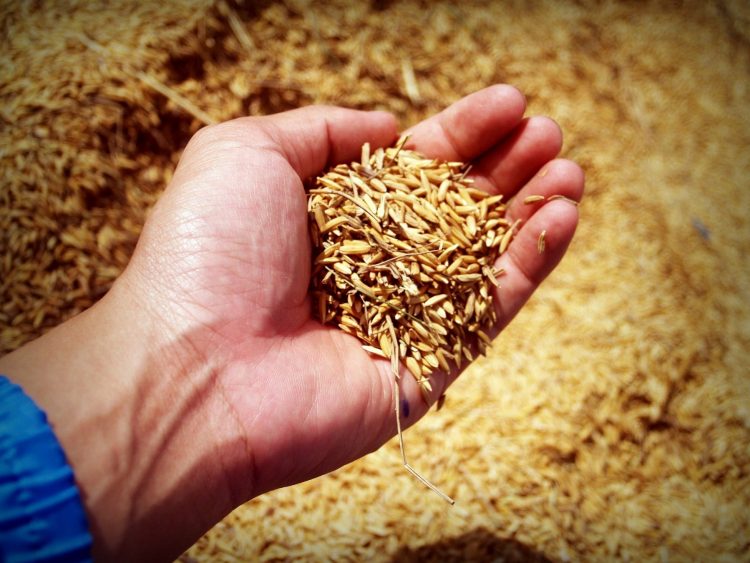 Productores y molinos acordaron el precio provisorio del arroz
