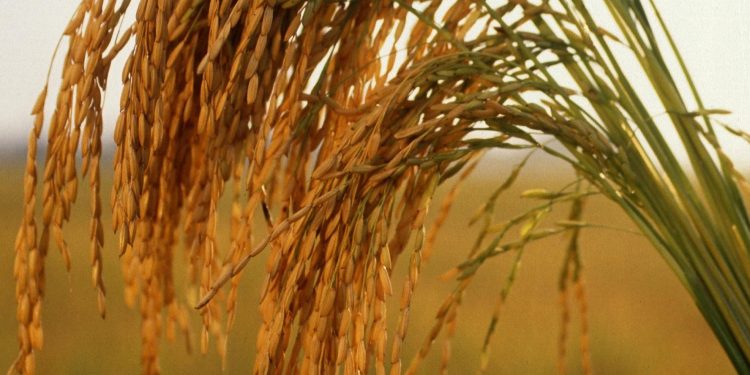 El 31 de octubre se celebra el Día Internacional del Arroz