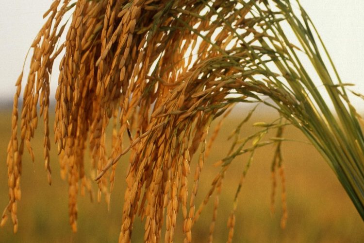 El 31 de octubre se celebra el Día Internacional del Arroz