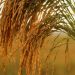 El 31 de octubre se celebra el Día Internacional del Arroz