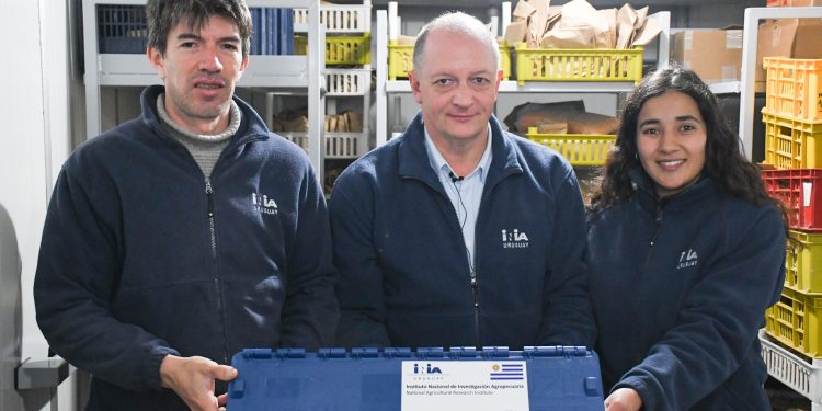 INIA concretó el primer envío histórico de semillas uruguayas de trigo y cebada a la bóveda del fin del mundo en Noruega para su conservación