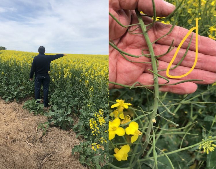 Probabilidad de tormentas y lluvias el jueves. Heladas el domingo