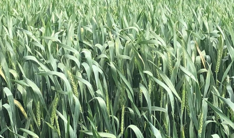 Probabilidad de tormentas y lluvias el jueves. Heladas el domingo