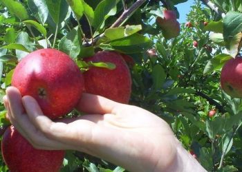 El Ministerio de Ganadería informó sobre nuevos créditos para la granja