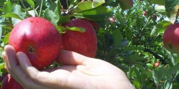 El Ministerio de Ganadería informó sobre nuevos créditos para la granja