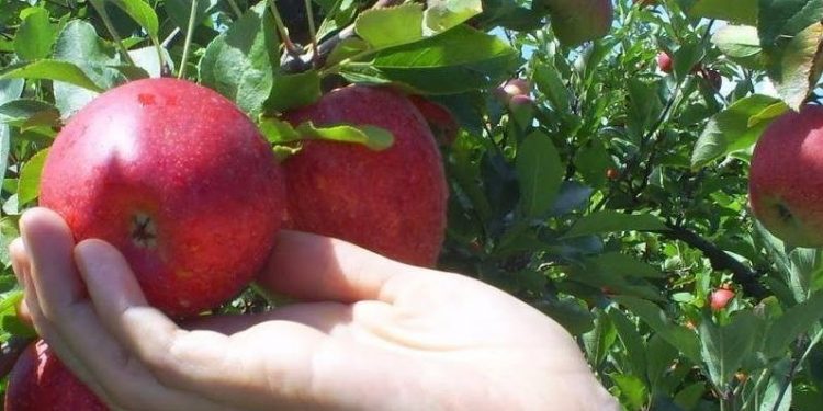 El Ministerio de Ganadería informó sobre nuevos créditos para la granja