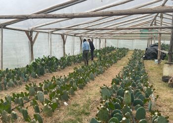 Familia de Lavalleja prueba con nopales como forma de paliar el déficit hídrico en la ganadería