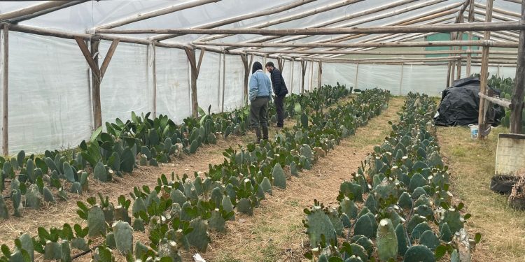 Familia de Lavalleja prueba con nopales como forma de paliar el déficit hídrico en la ganadería