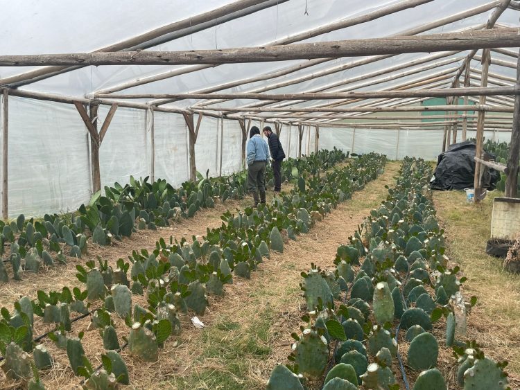 Familia de Lavalleja prueba con nopales como forma de paliar el déficit hídrico en la ganadería