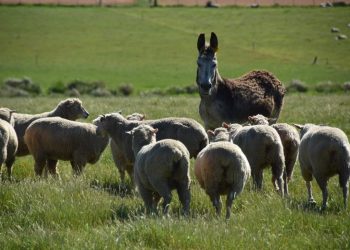 El precio internacional de la lana vuelve a bajar