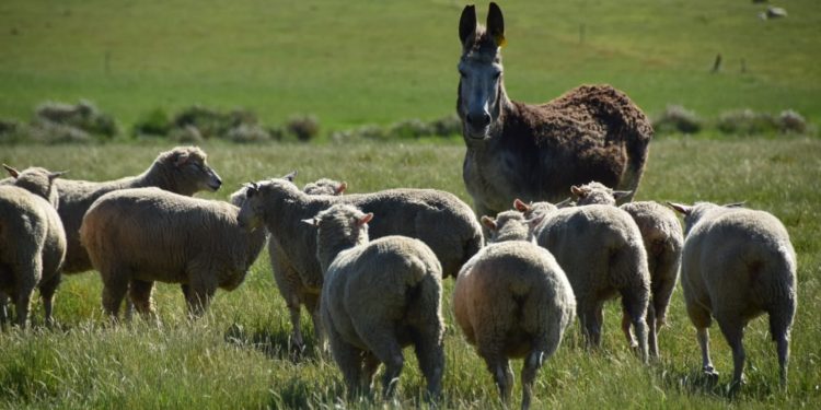 El precio internacional de la lana vuelve a bajar