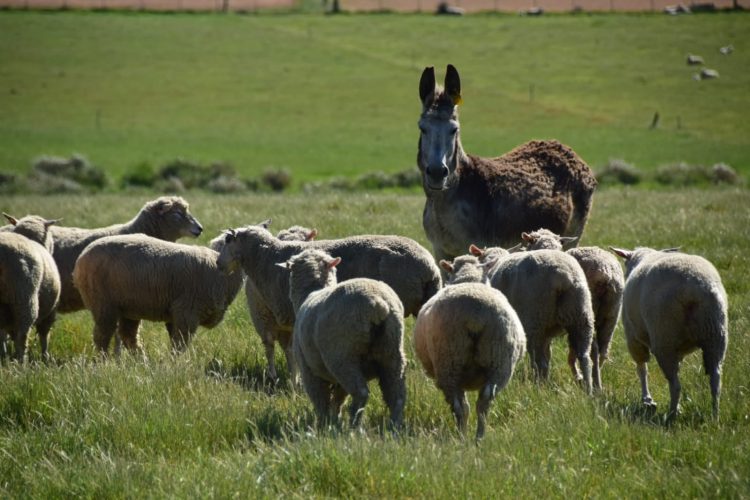 El precio internacional de la lana vuelve a bajar
