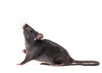 Un animal de costumbres