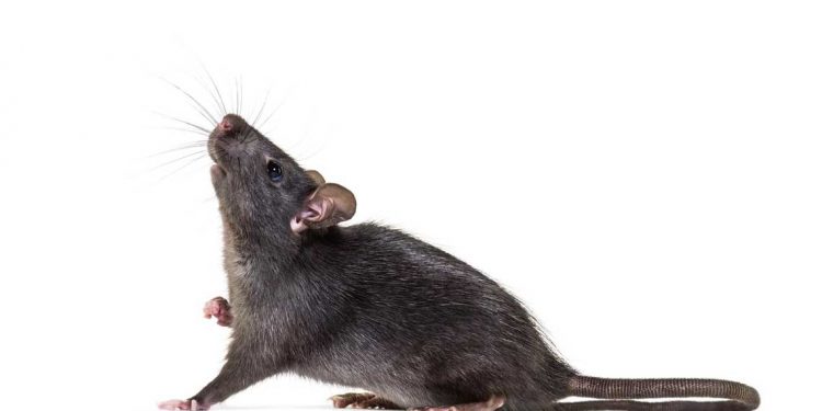 Un animal de costumbres