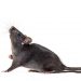 Un animal de costumbres