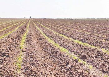 Siembra con costos desorbitantes e incertidumbre en las cosechas