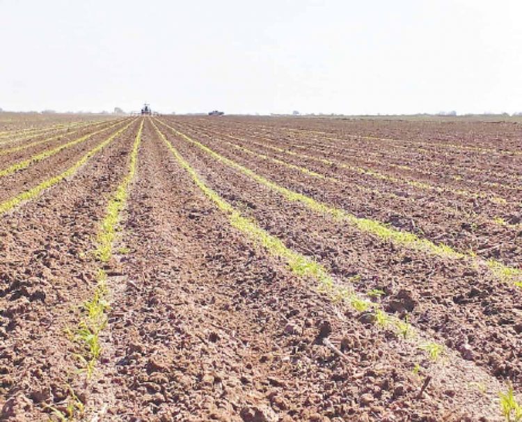 Siembra con costos desorbitantes e incertidumbre en las cosechas