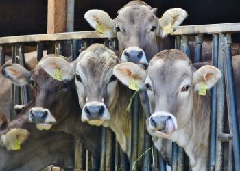 El precio de la leche en polvo entera bajó 4,4%