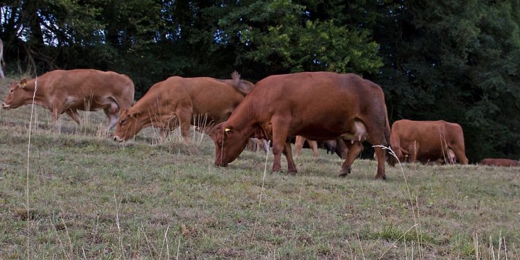 Ministro Mattos anunció la declaración de emergencia agropecuaria por déficit hídrico