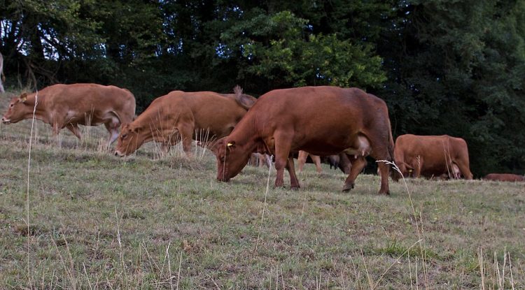 Ministro Mattos anunció la declaración de emergencia agropecuaria por déficit hídrico
