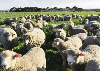 Gianni Bianchi: “en Uruguay falta una política de Estado para el rubro ovino”